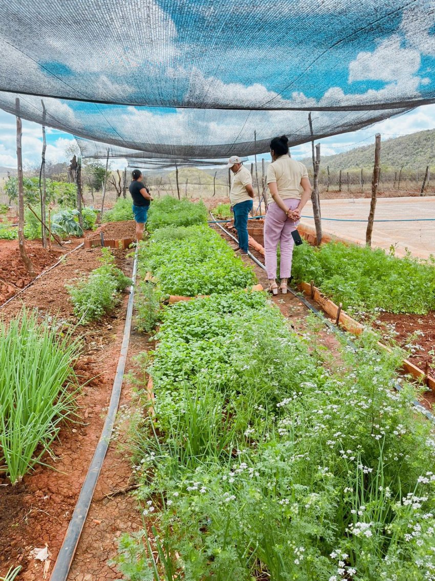 Entrega do Banner e Boletins O Candeeiro à agricultora Mazé | Imagem 3
