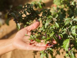 Intercâmbio de experiência do P1+2 na propriedade de dona Preta e Ivanildo