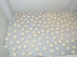 Intercâmbio de experiência do P1+2 na Associação Comunitária Rural do Sítio Brabo em Custódia/PE